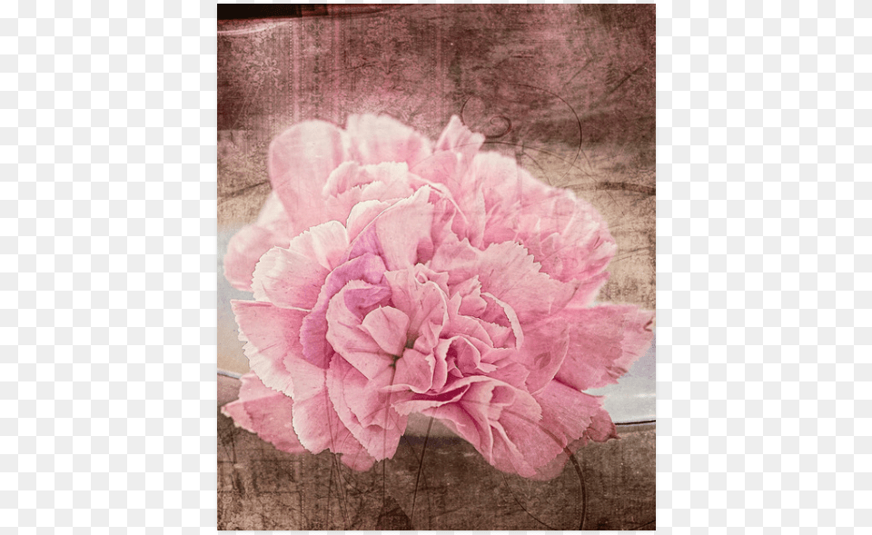 Vintage Carnations On A Spoon Poster 20 X24 Common Peony, Carnation, Flower, Geranium, Plant Free Png Download
