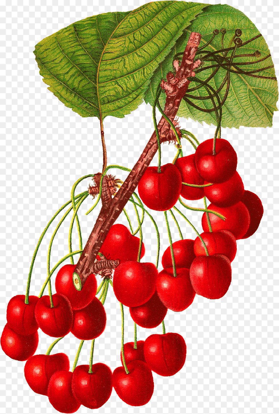 Vintage Cherry, Food, Fruit, Plant, Produce Free Transparent Png