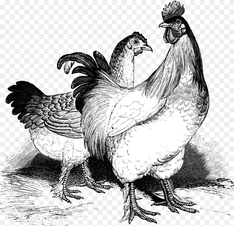 Vintage Chicken Clip Art, Animal, Bird, Fowl, Poultry Free Transparent Png