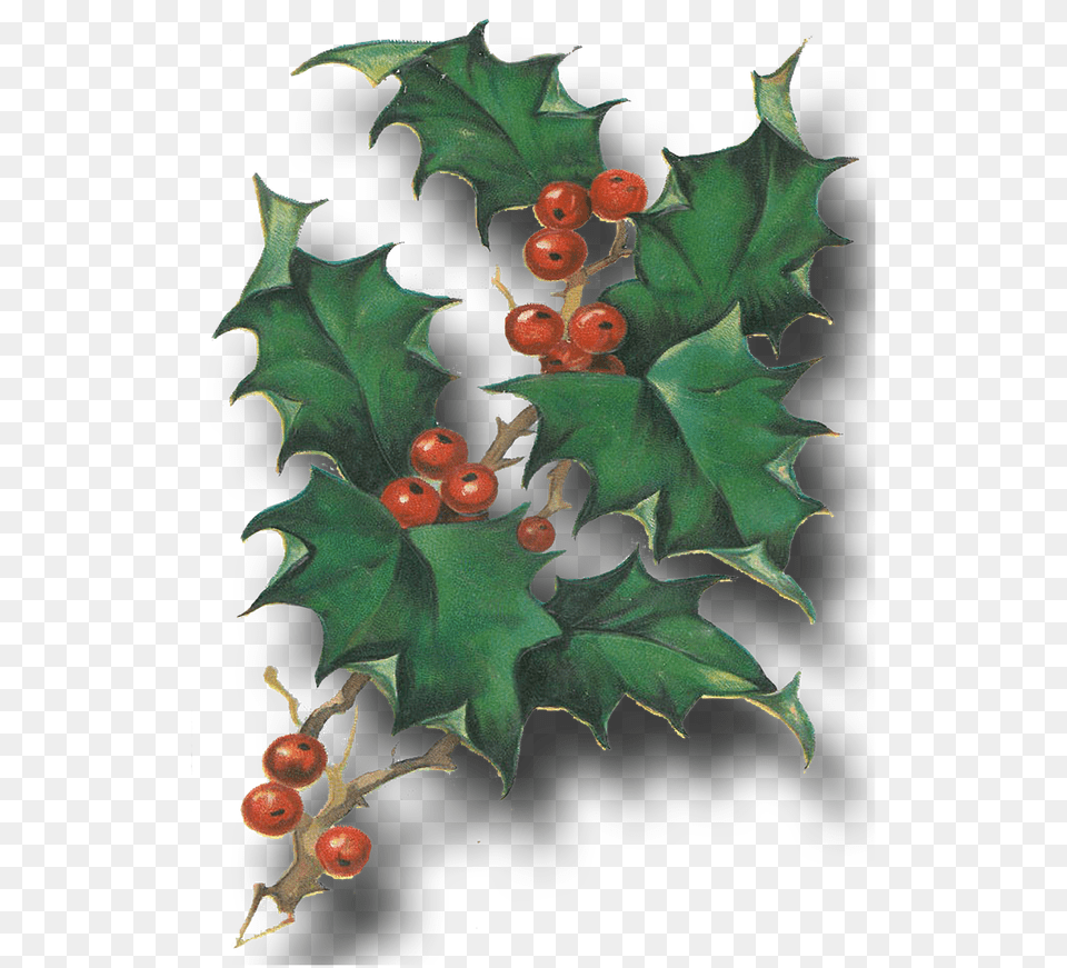 Vintage Christmas Postcards Hollyleaf Cherry, Leaf, Plant, Tree, Food Free Transparent Png