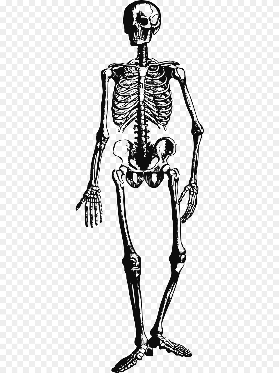 Vintage Clipart Skeleton, Person Free Png Download