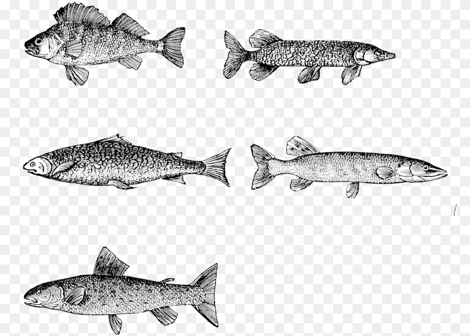 Vintage Collage Sheet Collage, Animal, Fish, Sea Life, Trout Free Transparent Png