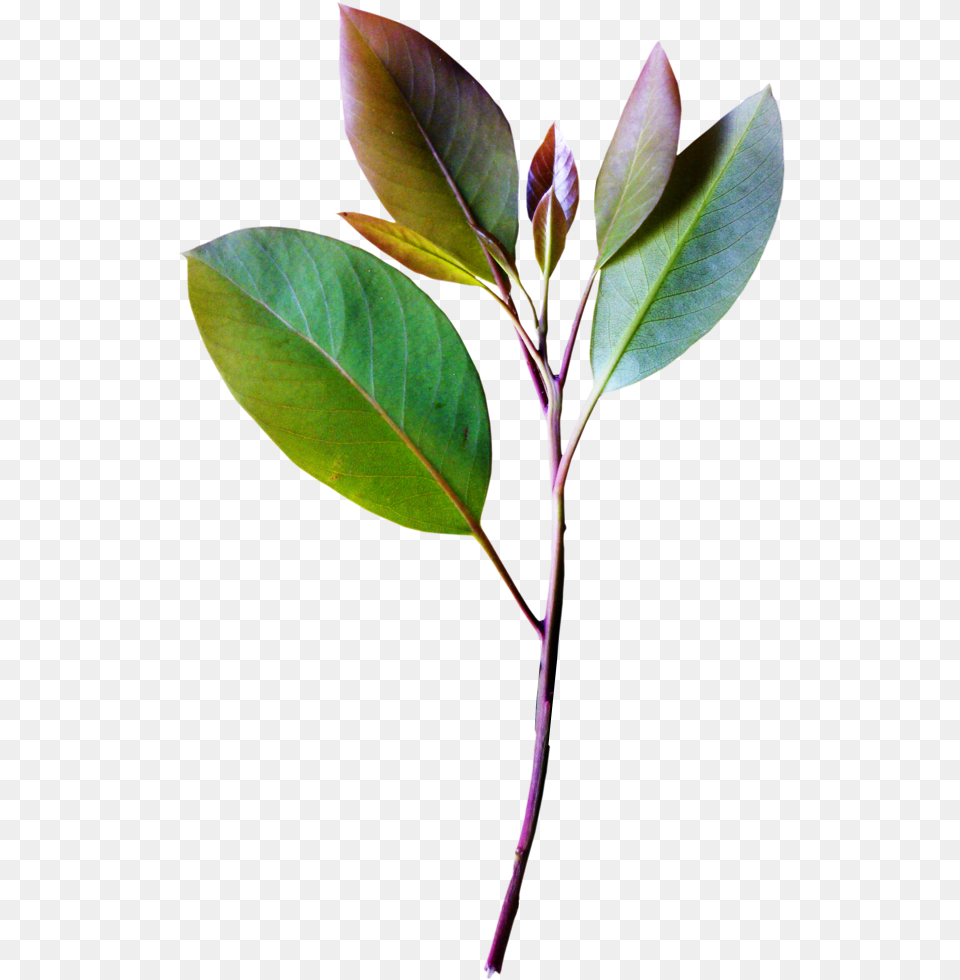 Vintage Collection Plant Leaves Tree Leaves Trees, Leaf, Flower, Annonaceae, Bud Png