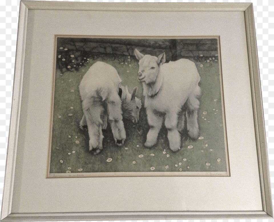 Vintage Colored Etching Figural Print Of Baby White Picture Frame, Animal, Livestock, Mammal, Sheep Png