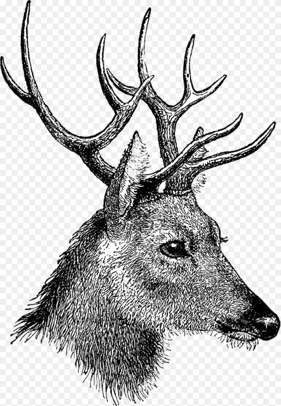 Vintage Deer Head, Animal, Mammal, Wildlife, Antelope Free Png Download