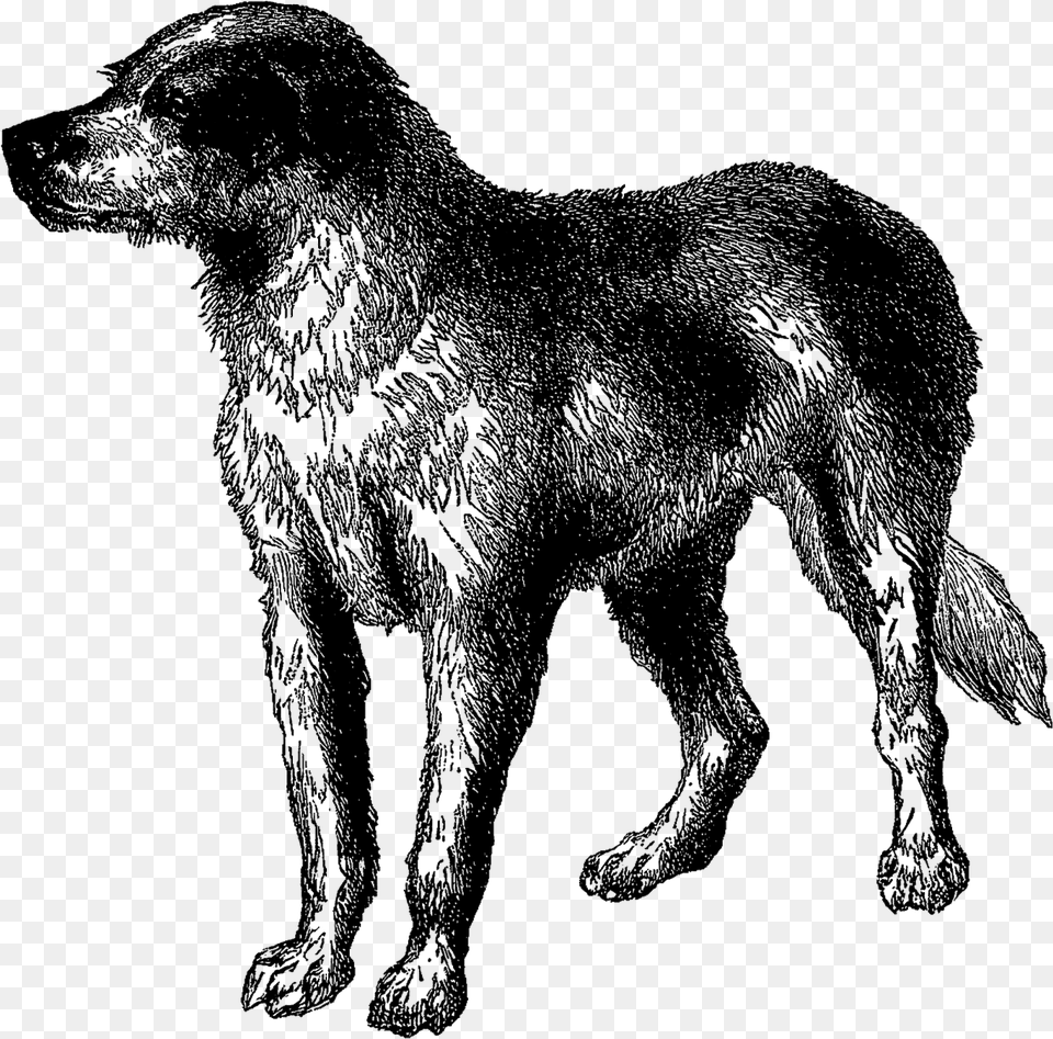 Vintage Dog Breed Boarhound Digital Download Animal Estrela Mountain Dog, Silhouette, Elephant, Mammal, Wildlife Png Image
