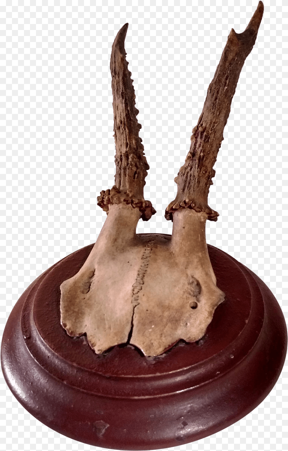 Vintage European Deer Antler Mount On Chairish Driftwood, Wood, Food, Meat, Mutton Free Png Download