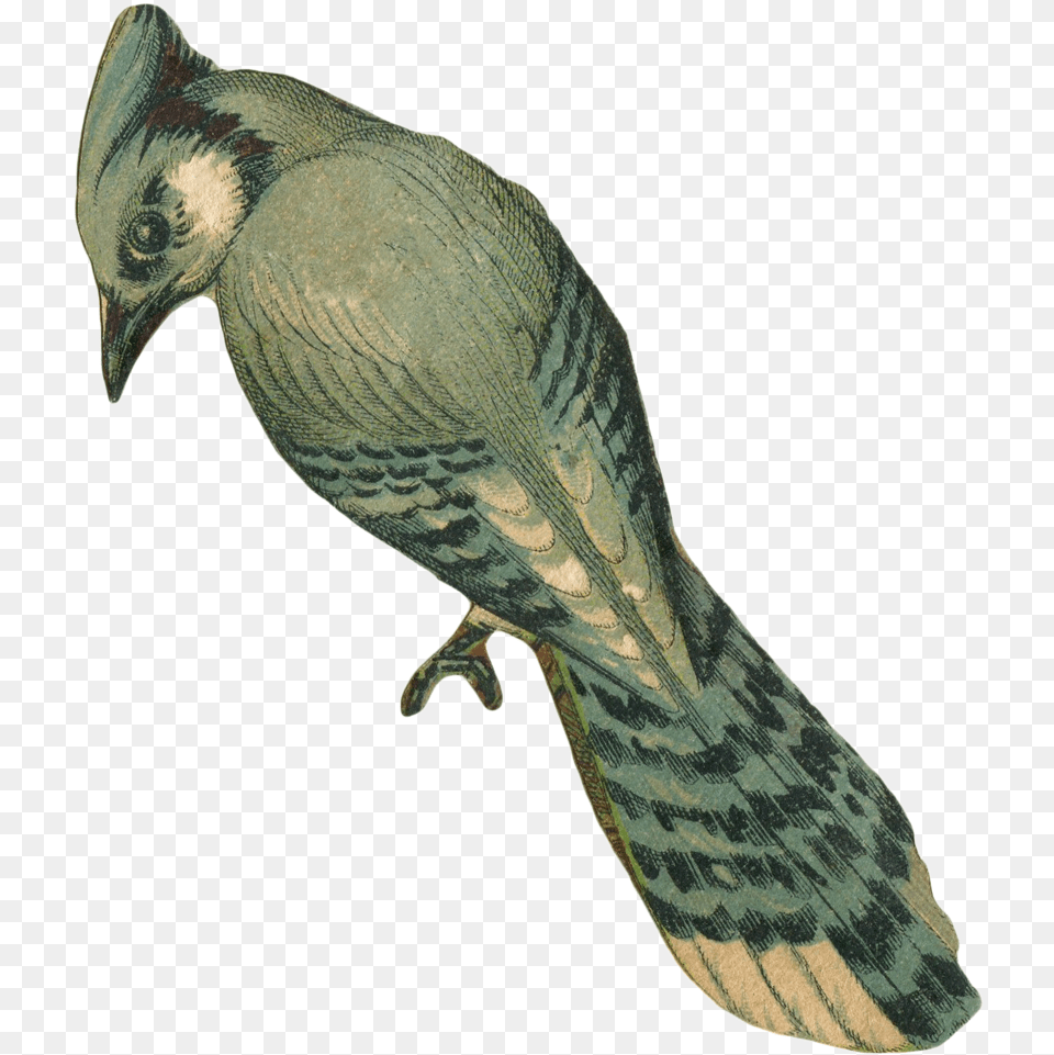 Vintage Faded Blue Jay Bird Art With Transparent Background Vintage Bird Transparent Background, Animal, Hawk, Blue Jay, Bluebird Png Image