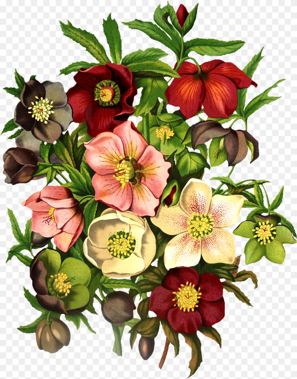 Vintage Floral Black Hellebore Tattoo, Flower Bouquet, Art, Floral Design, Flower Png Image