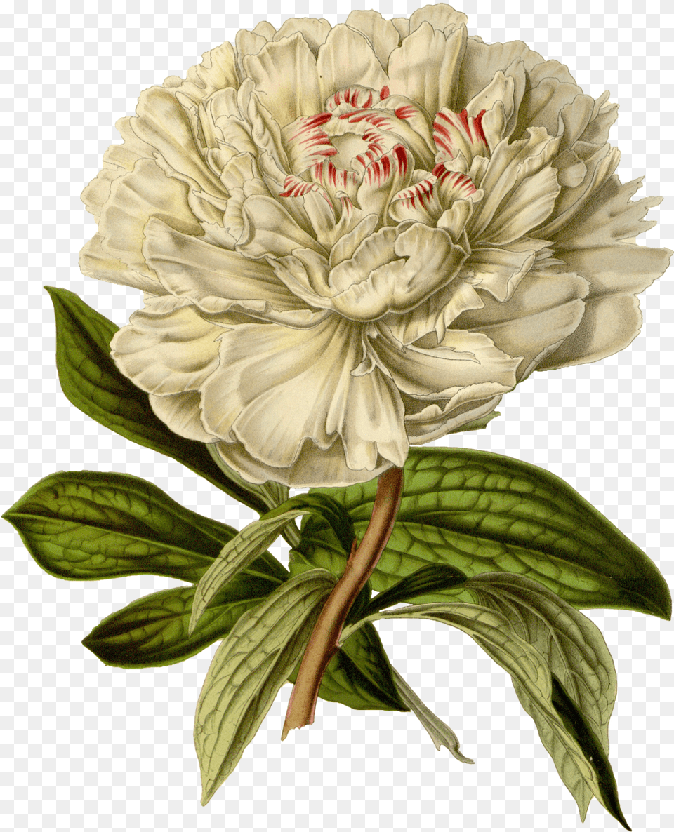 Vintage Floral Illustration, Carnation, Dahlia, Flower, Plant Png Image