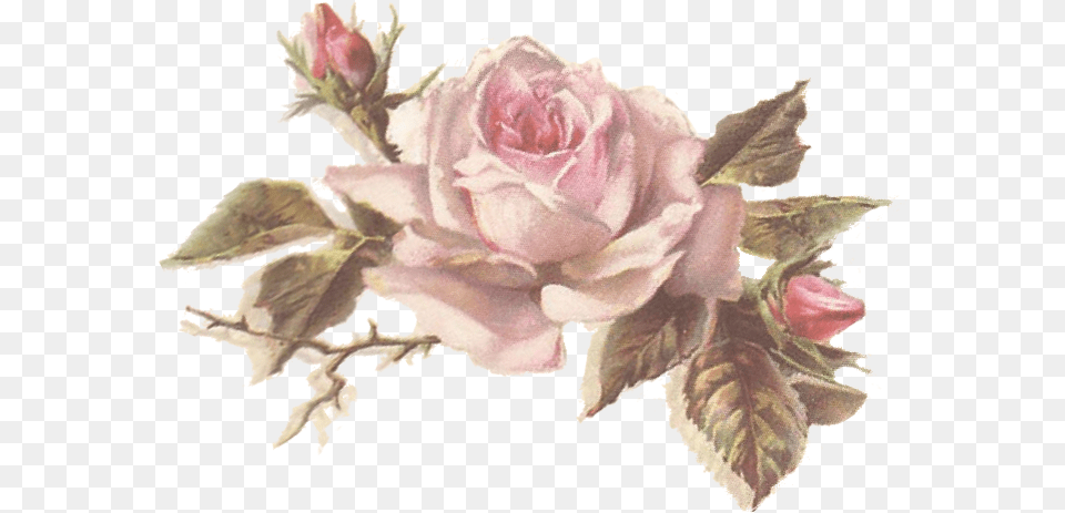 Vintage Flores Rosadas, Flower, Plant, Rose, Flower Arrangement Png