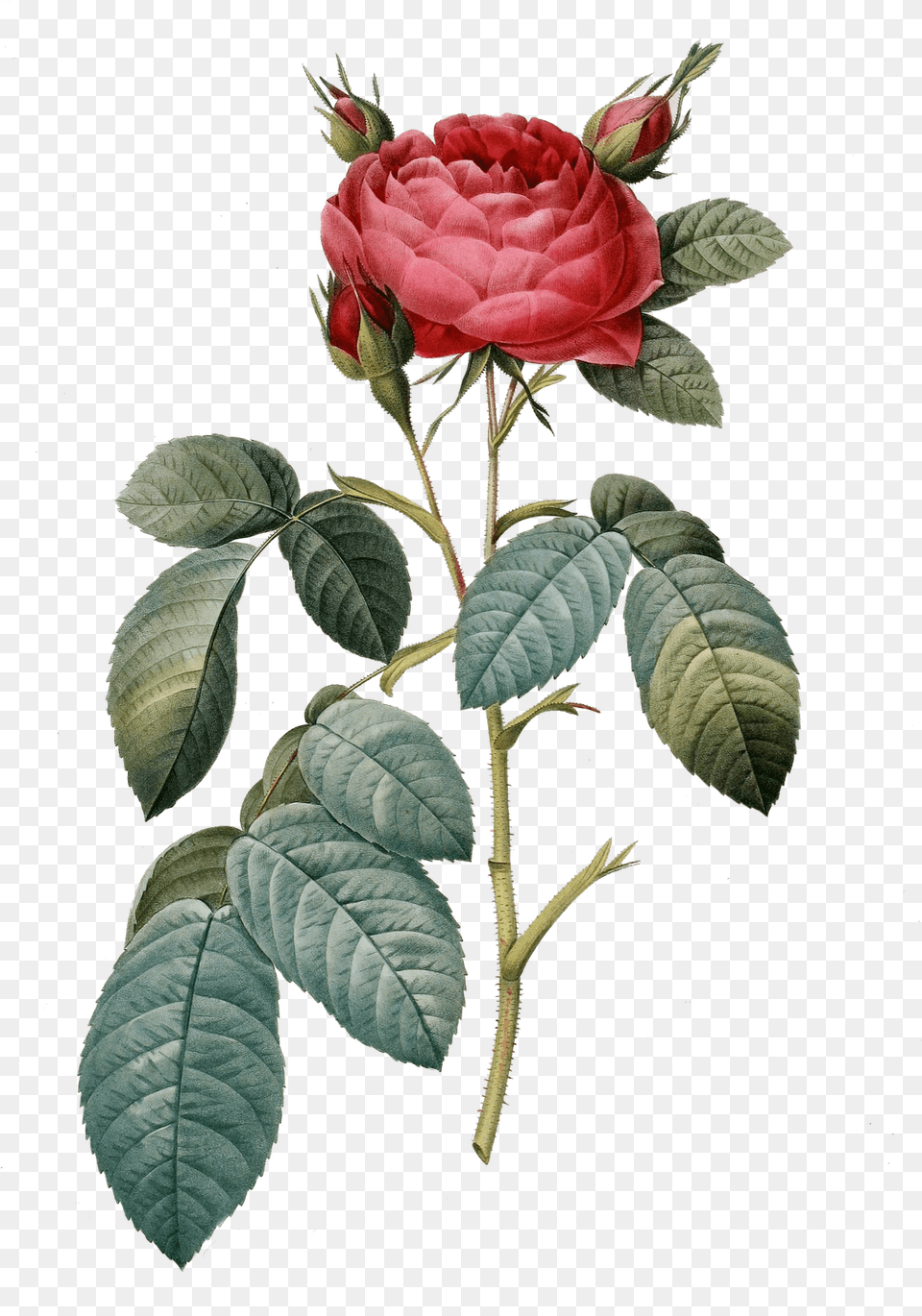 Vintage Flower Art, Leaf, Petal, Plant, Rose Free Transparent Png