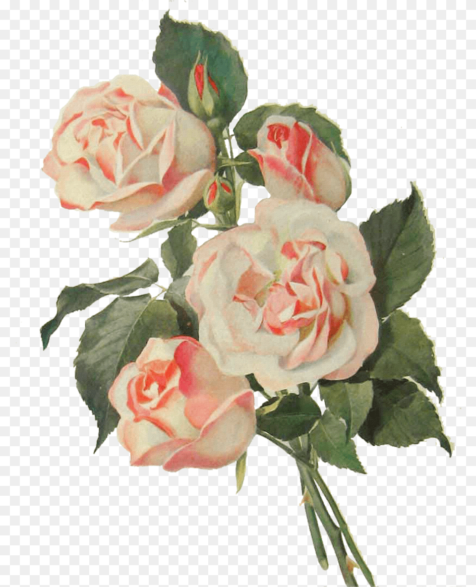 Vintage Flower Art 2 Vintage Flower, Flower Arrangement, Flower Bouquet, Plant, Rose Free Transparent Png