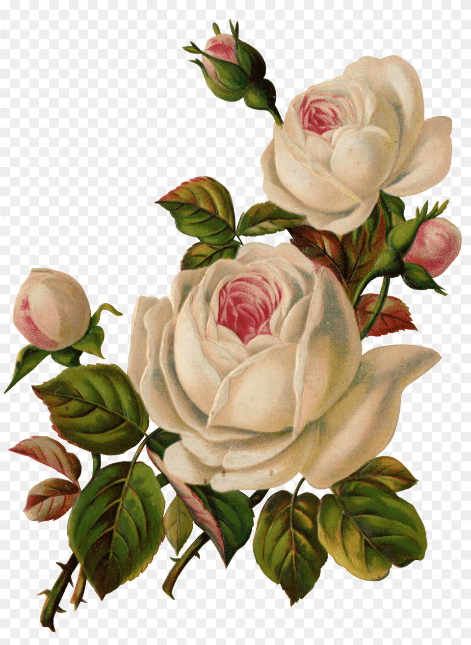 Vintage Flower Art, Plant, Rose, Painting, Floral Design Free Transparent Png