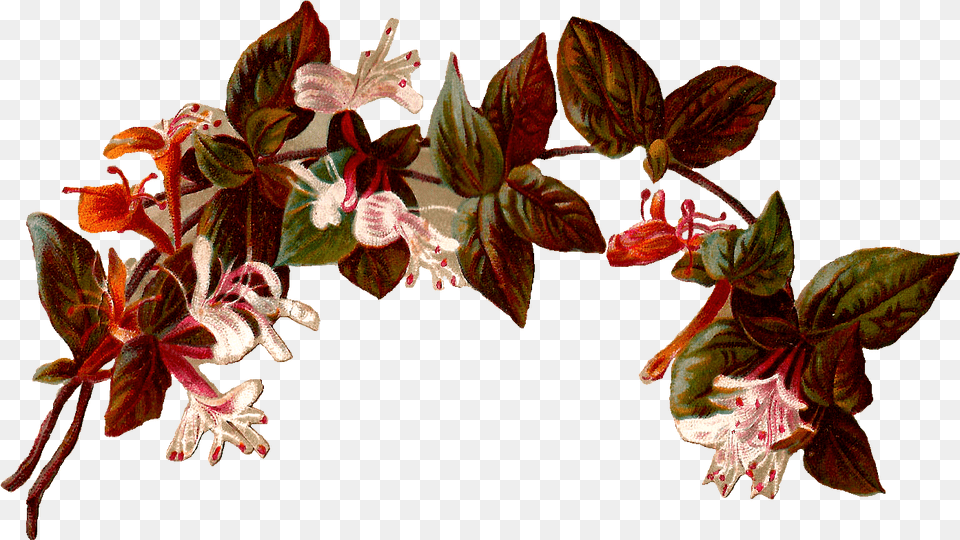 Vintage Flower Border, Acanthaceae, Plant, Petal, Leaf Png