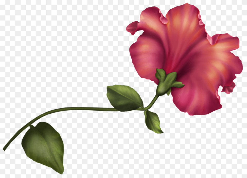 Vintage Flower Clip Art, Geranium, Plant, Petal, Rose Png Image