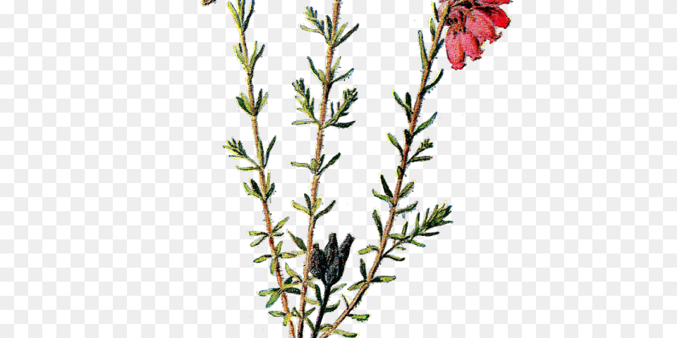 Vintage Flower Clipart, Conifer, Grass, Plant, Tree Png Image