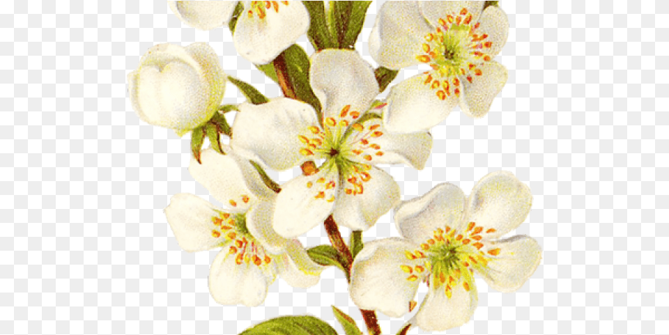 Vintage Flower Clipart Background Calochortus, Anther, Plant, Petal, Pollen Free Transparent Png