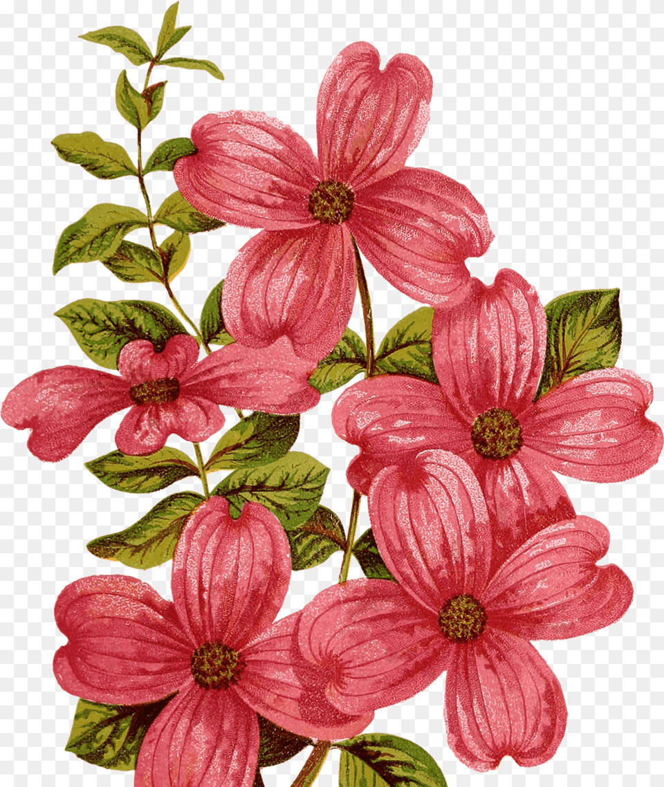 Vintage Flower Dogwood Red Lily Clipart Mountain, Petal, Plant, Geranium Png Image