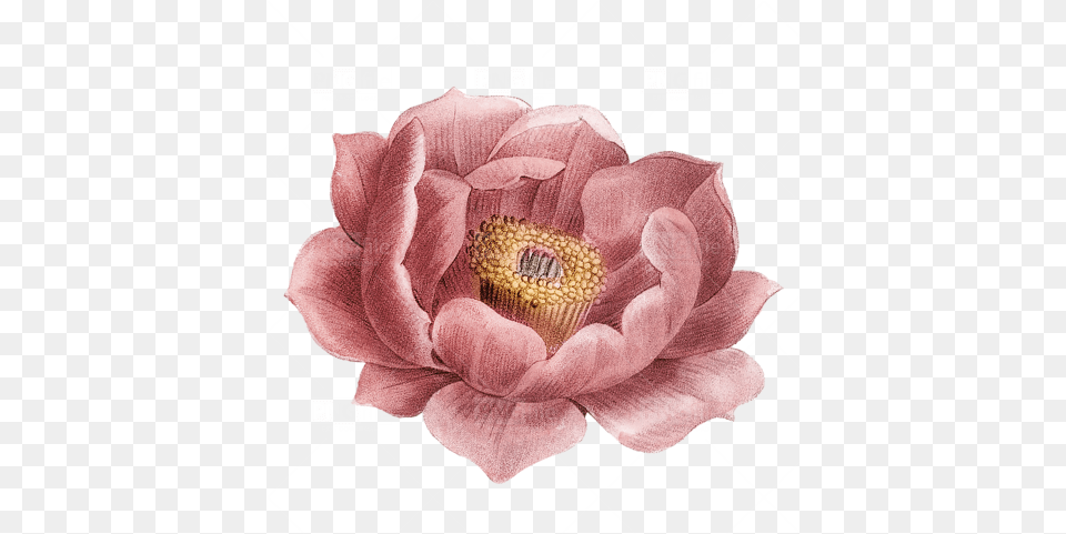 Vintage Flower Free Download Japanese Camellia, Anemone, Anther, Petal, Plant Png Image