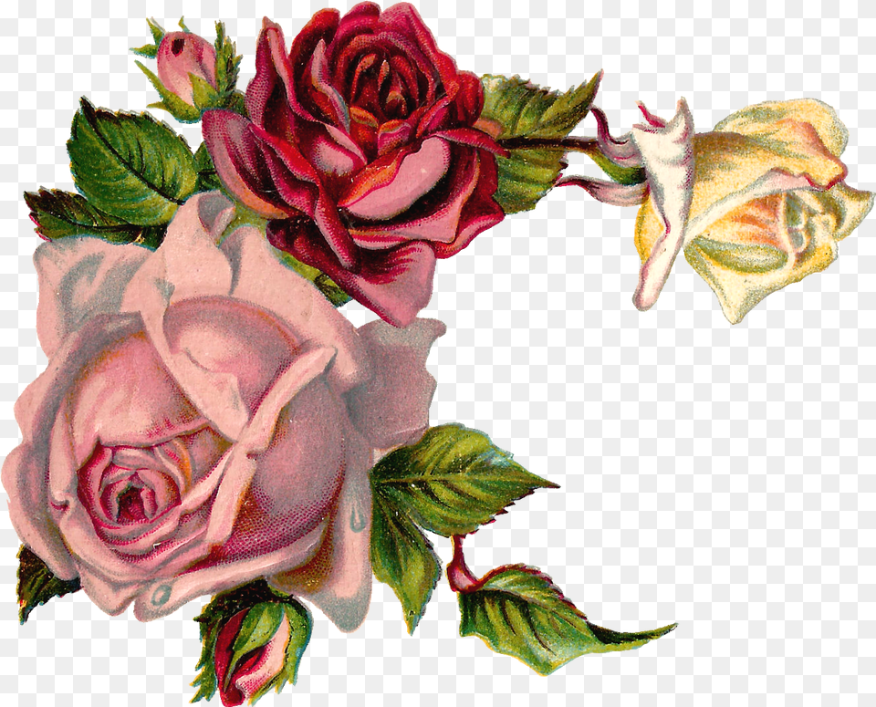 Vintage Flower Graphic, Plant, Rose, Art, Flower Arrangement Free Png