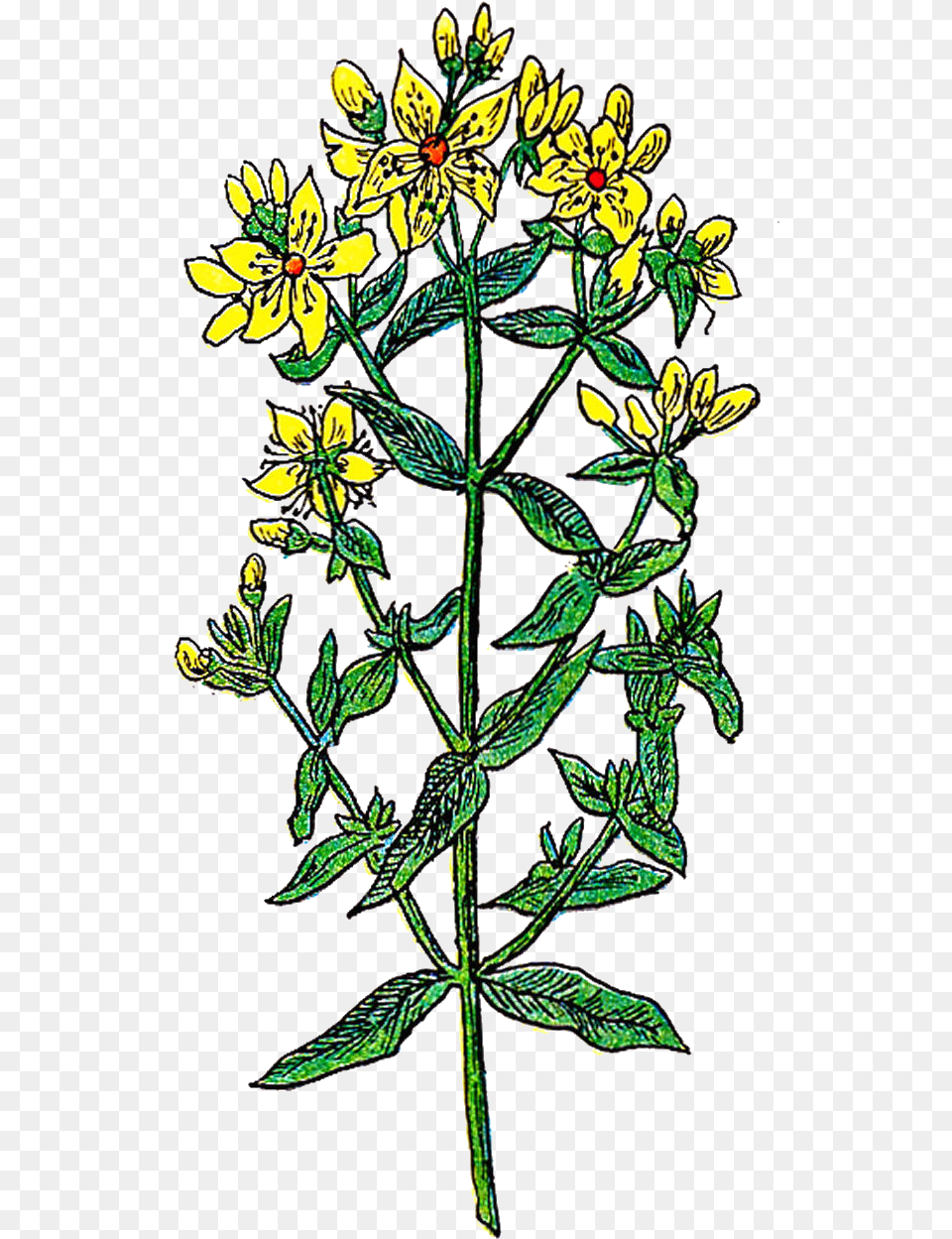 Vintage Flower Graphic Floral Design, Daisy, Leaf, Plant, Vegetation Free Png