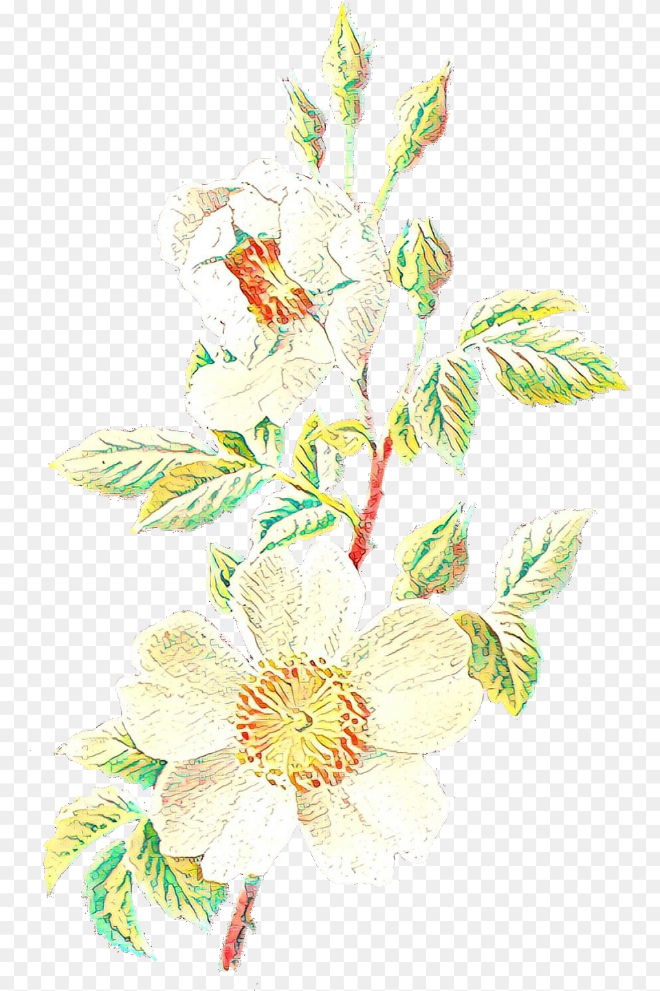 Vintage Flower Illustration Transparent Cartoons Evergreen Rose, Pattern, Plant, Leaf, Art Free Png Download