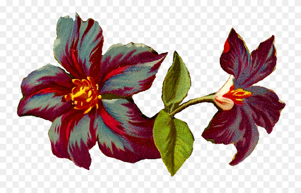 Vintage Flower Illustration Vintage Illustration, Geranium, Plant, Hibiscus, Acanthaceae Free Png