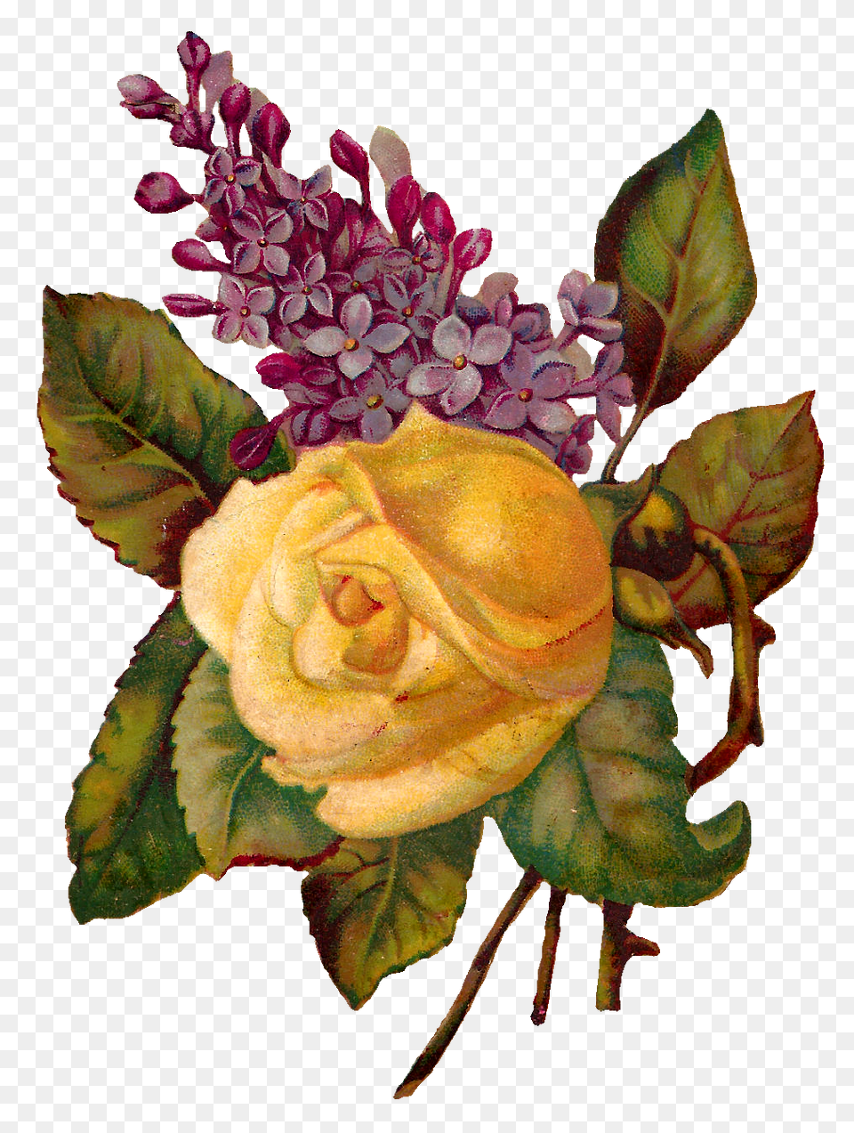 Vintage Flower Illustration Vintage Illustration, Flower Arrangement, Plant, Rose, Flower Bouquet Free Png Download