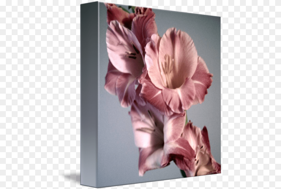 Vintage Flowers By Als Lily, Flower, Petal, Plant, Gladiolus Free Transparent Png