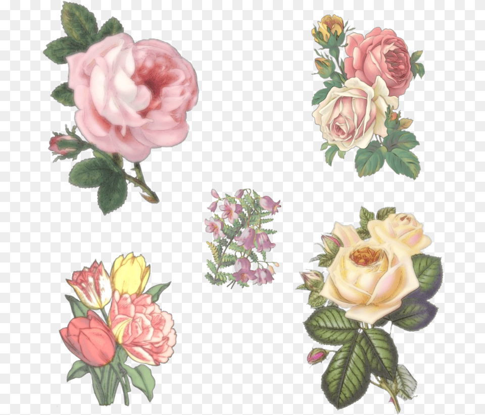 Vintage Flowers By Victorian Lady Vintage Flowers Drawings, Rose, Plant, Flower, Petal Free Transparent Png