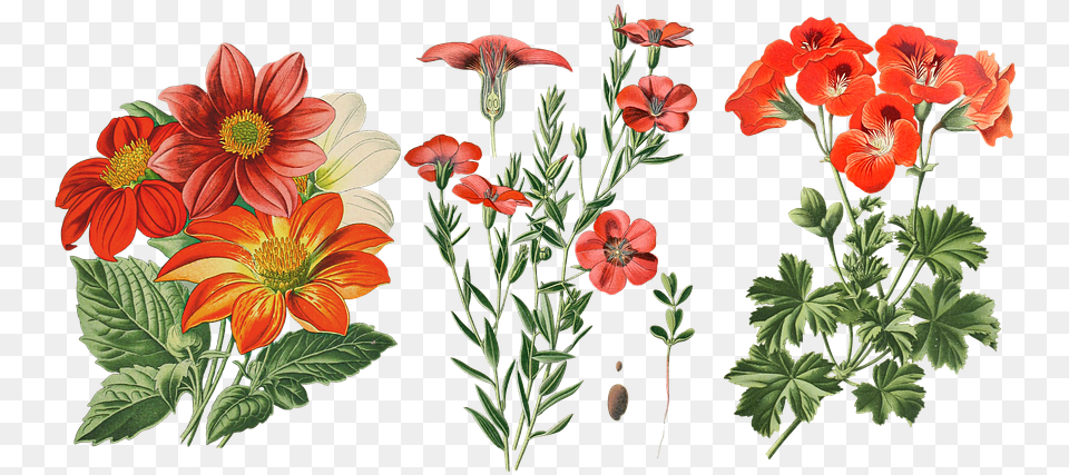 Vintage Flowers Dahlia Cut Image On Pixabay Vintage Cut Out Flowers, Plant, Petal, Geranium, Flower Png
