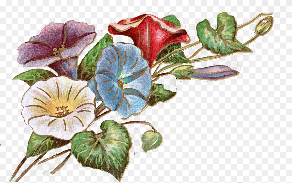 Vintage Flowers Morning Glory Glories Isolated Flower Morning Glory Drawing, Plant, Flower Arrangement, Leaf, Art Free Transparent Png