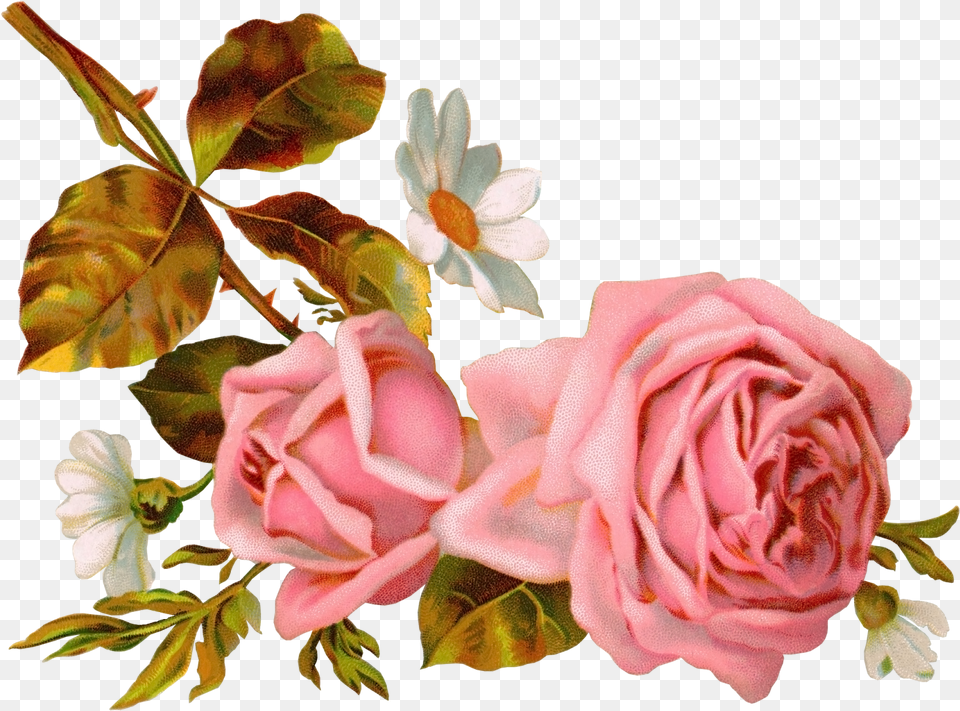 Vintage Flowers Pink Victorian Roses Illustration, Flower, Petal, Plant, Rose Free Png