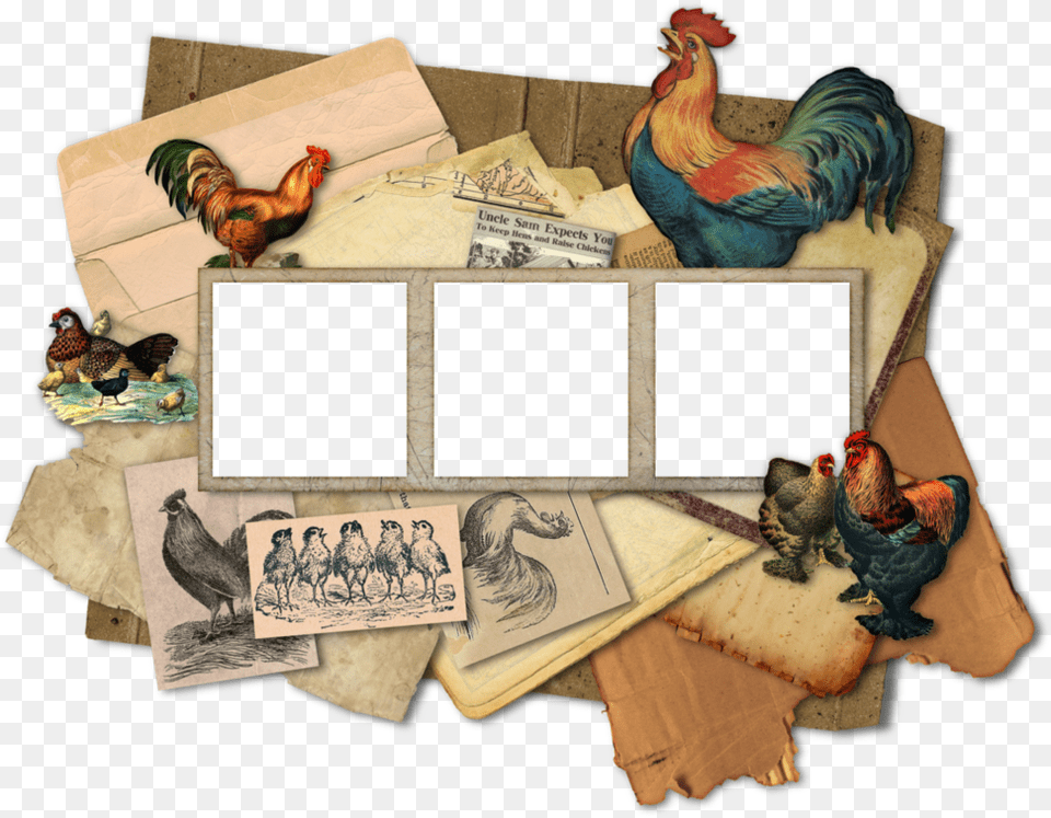 Vintage Frame, Animal, Bird, Chicken, Fowl Free Png
