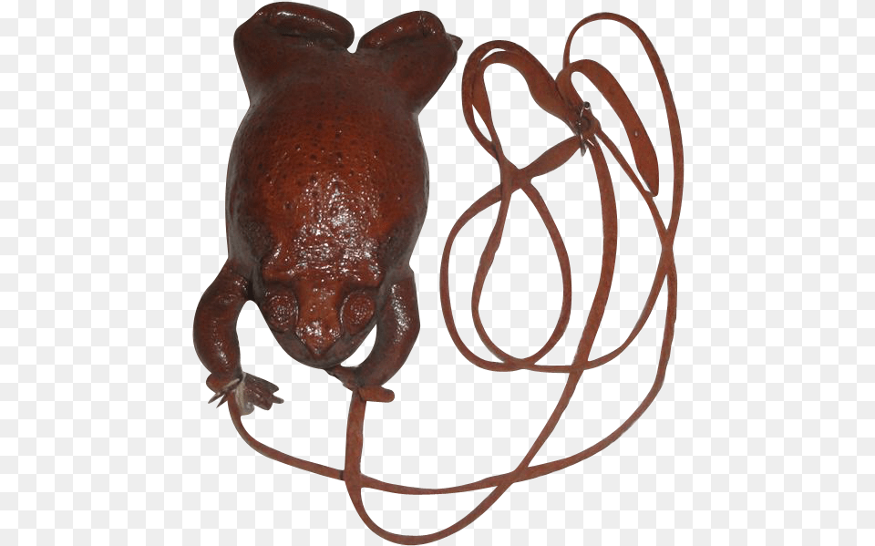 Vintage Genuine Taxidermy Frog Toad Purse Belly Zipper Eastern Spadefoot, Animal, Wildlife Png Image