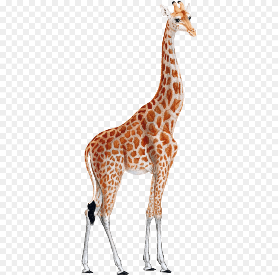 Vintage Giraffe Illustrations, Animal, Mammal, Wildlife Free Transparent Png