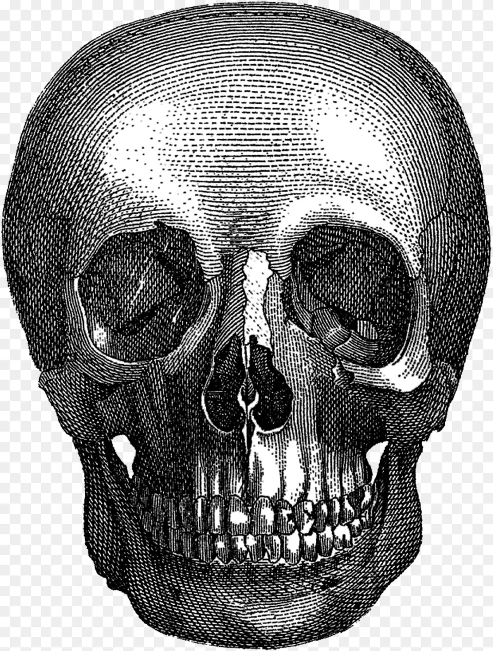Vintage Halloween Skull Skull Full Size Adult, Bride, Female, Person Free Png Download