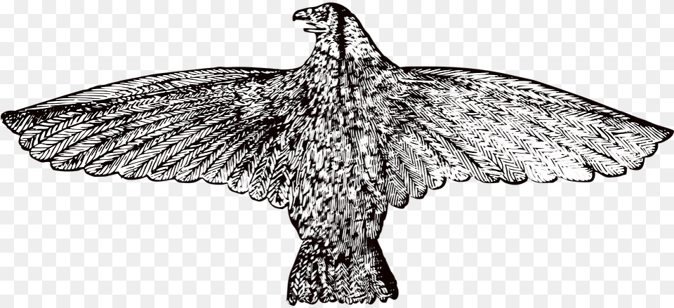 Vintage Hawk, Animal, Art, Bird Png Image