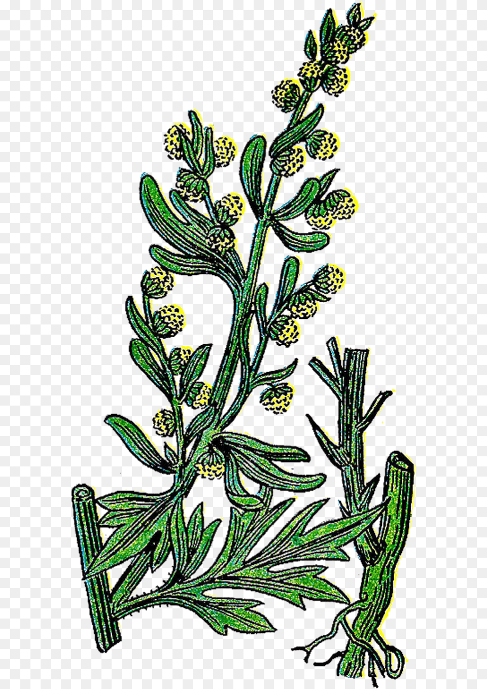 Vintage Herb Clipart Wormwood Tree Illustration, Plant, Pattern, Art, Conifer Free Png