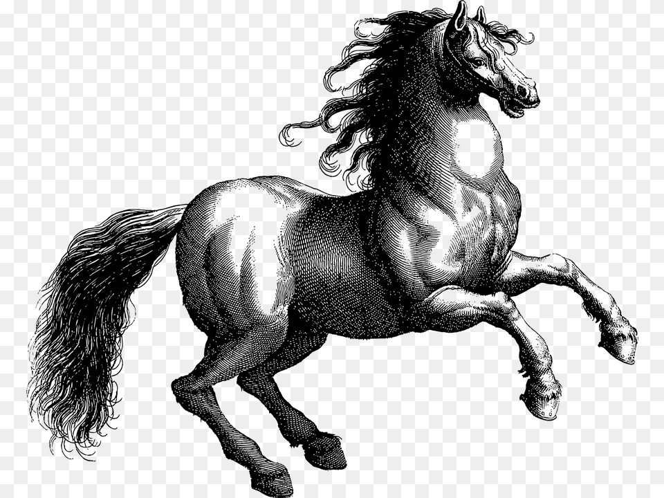 Vintage Horse Line Art Equine Animal Rearing, Gray Free Png