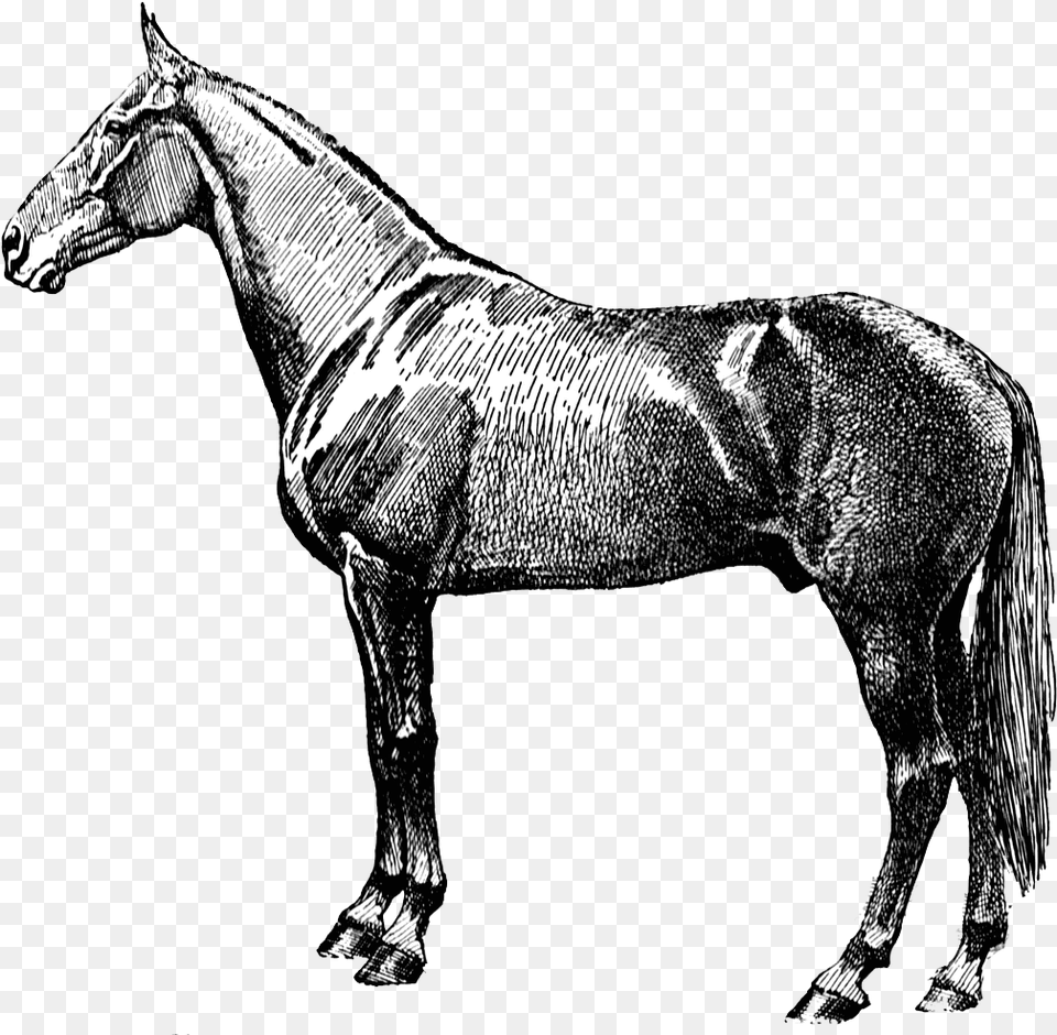 Vintage Horse Silhouette Vintage Horse Clip Art, Andalusian Horse, Animal, Mammal, Drawing Free Transparent Png