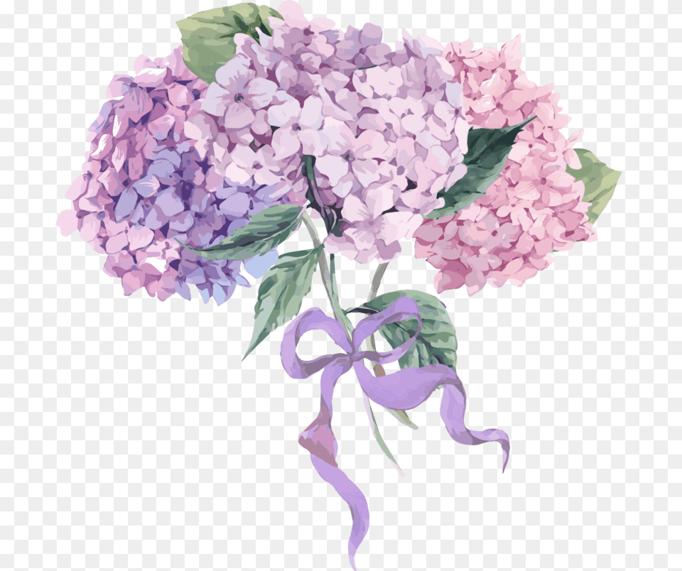 Vintage Hydrangea Illustration, Flower, Plant, Lilac Free Png Download