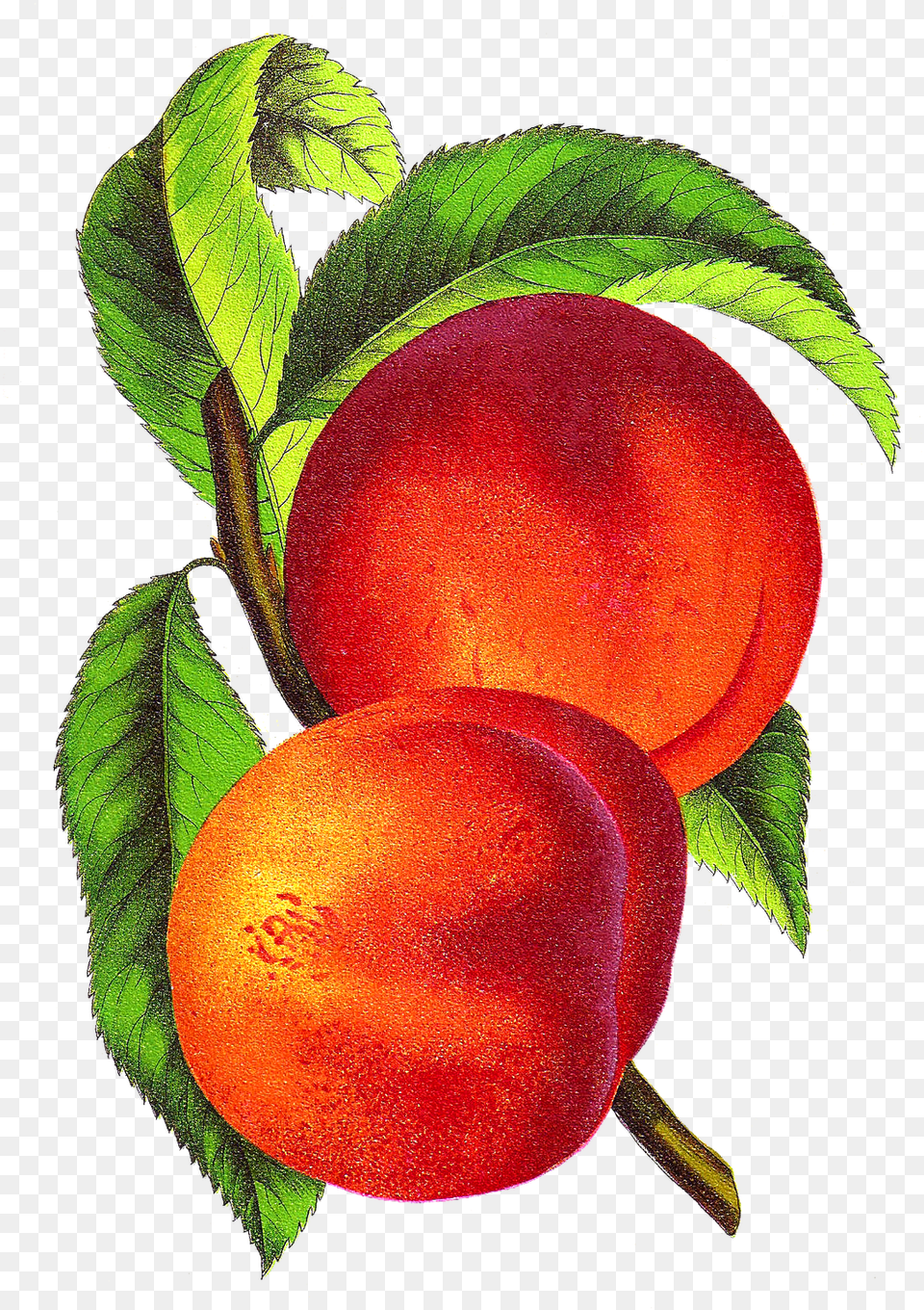 Vintage Illustration Alberta From Vintage Peach Clipart, Food, Fruit, Plant, Produce Free Png Download