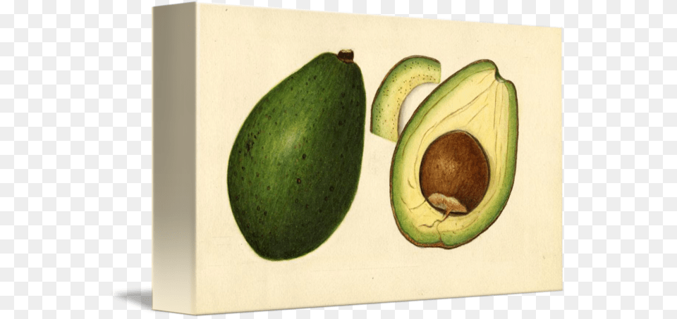Vintage Illustration Of An Avocado 2 By Alleycatshirts Illustration, Banana, Food, Fruit, Plant Png Image