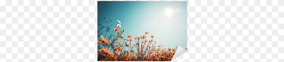 Vintage Landscape Nature Background Of Beautiful Cosmos Vintage Flower Fields, Sunlight, Sky, Outdoors, Plant Png
