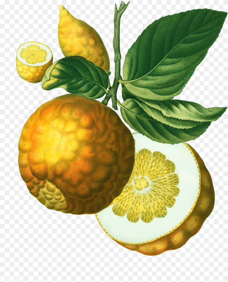 Vintage Lemon Citrus Adam39s Apple, Citrus Fruit, Food, Fruit, Plant Free Png