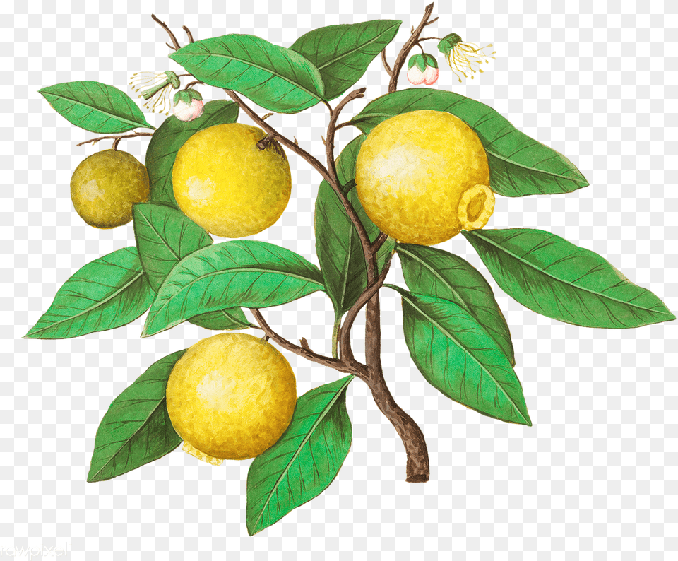 Vintage Lemon Vintage Lemon Fruit Illustration, Tree, Produce, Plant, Leaf Free Png Download
