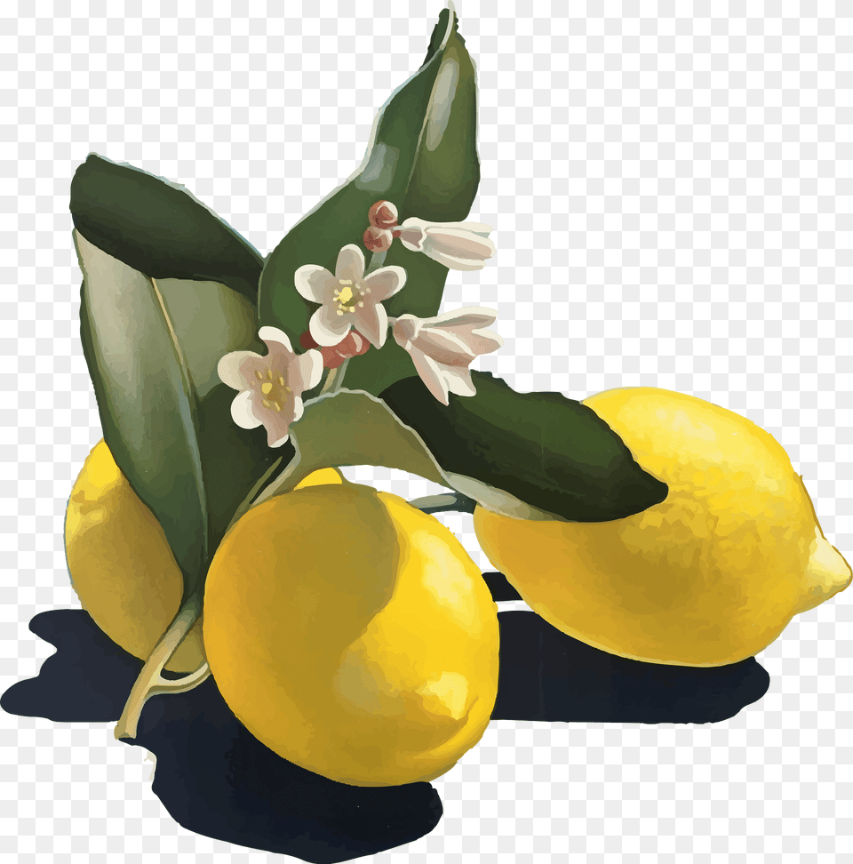 Vintage Lemons Clipart, Lemon, Citrus Fruit, Food, Fruit Png Image