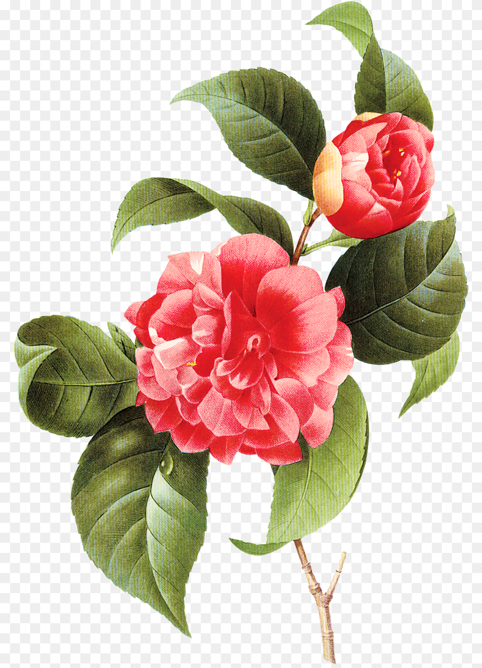 Vintage Little Vector Flower Transparente Imagens Camellia Poster, Plant, Dahlia, Rose, Petal Free Png Download